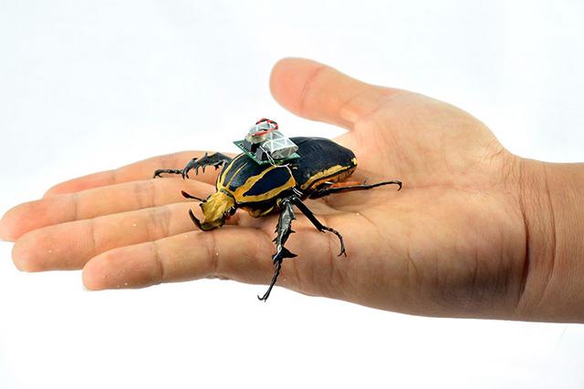 640_beetle-cyborg3