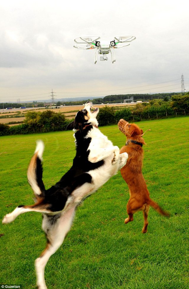 Dogs