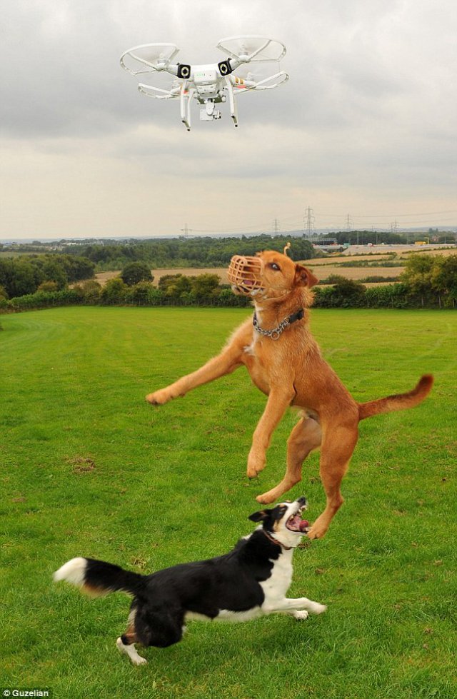 Dogs2
