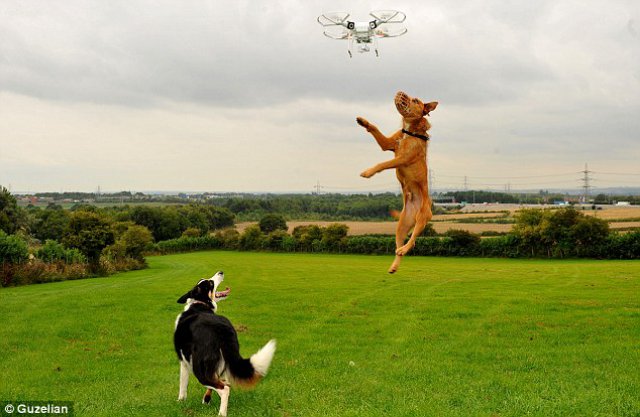 Dogs3