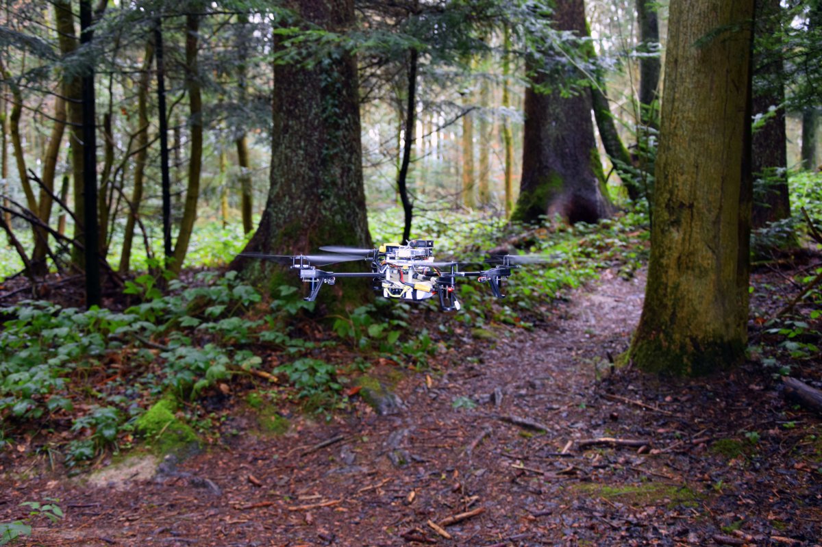 forest-trails