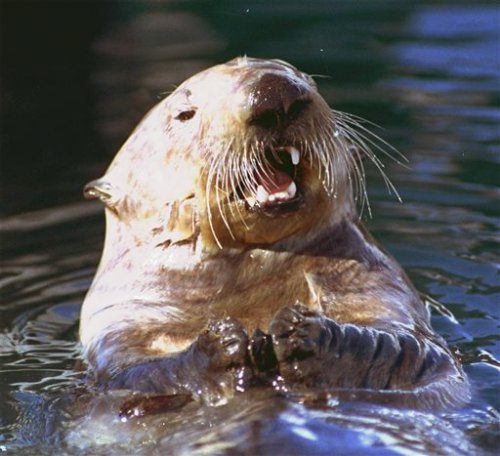 Otter