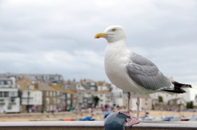 Seagull