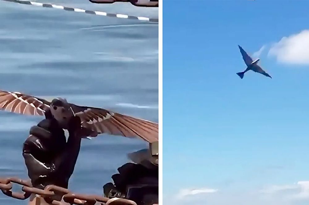 China Develops Bird-Shaped Reconnaissance Drones