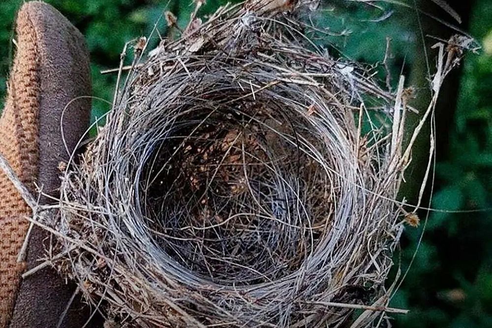 Fibre Optic Bird’s Nest Heralds a Fibre Drone Summer In Ukraine