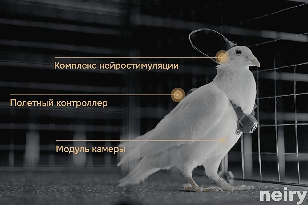 Russia Launches Brain-Chipped Bird Drones for Surveillance