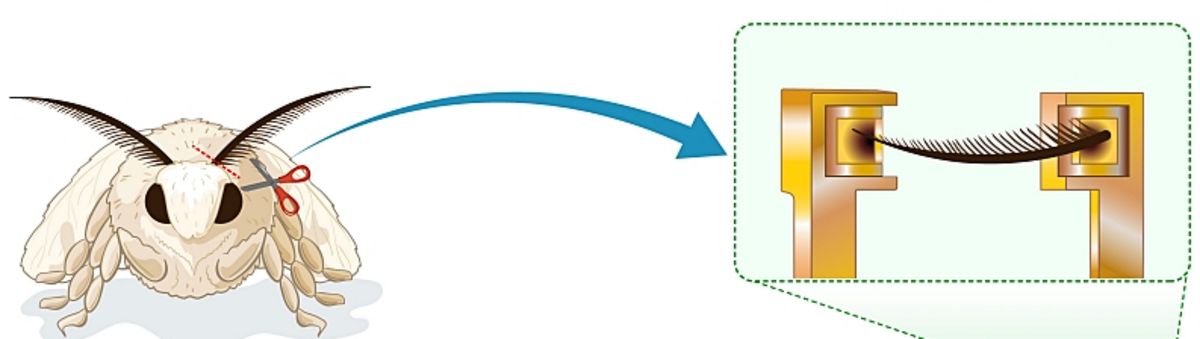 Bio-Hybrid Drone Uses Silkworm Moth Antennae to Navigate Using Smell
