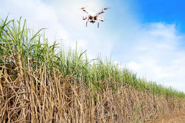 Brazil: Ministry of Agriculture uses Drones to Monitor Genetically Modified Sugarcane Fields
