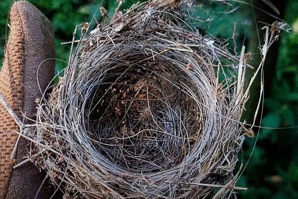 Fibre Optic Bird’s Nest Heralds a Fibre Drone Summer In Ukraine