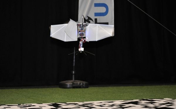How Can Flying Insects and Drones Tell Up from Down?