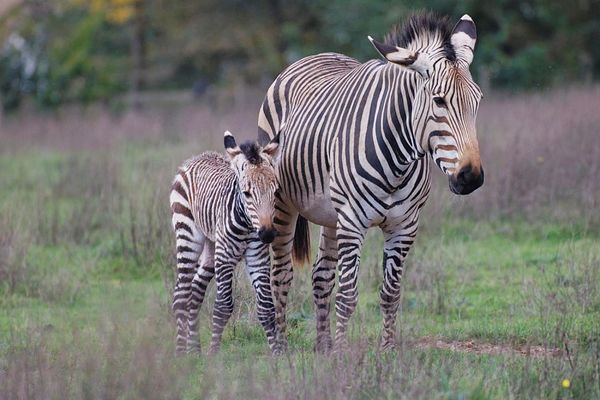 Drones to Scan Zebras' Stripes Like Bar Codes in Conservation Project