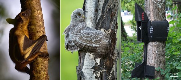 Crash-Perching on Vertical Poles with a Hugging-Wing Robot