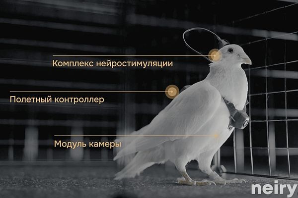 Russia Launches Brain-Chipped Bird Drones for Surveillance