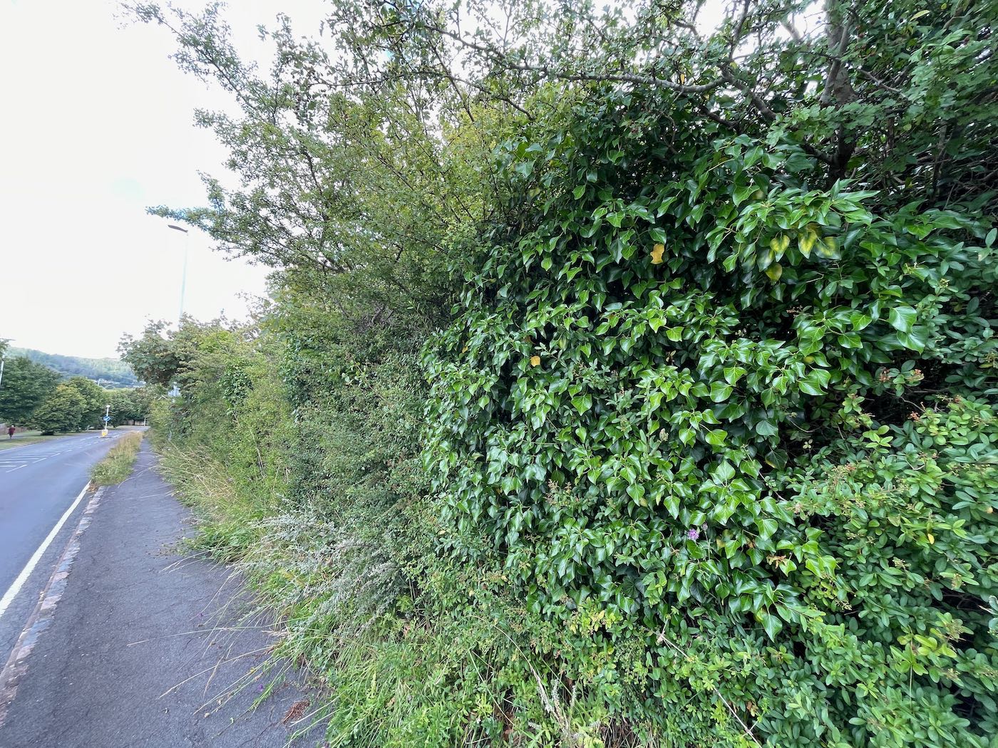 Foliage screening Ocklynge Chalk Pit Eastbourne