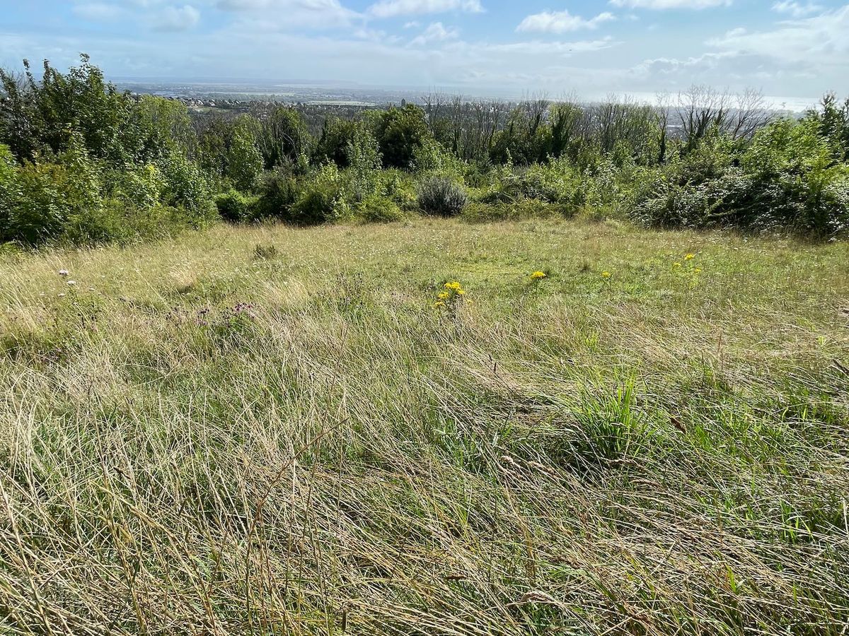 Concern mounts over the future of fragile chalk grassland