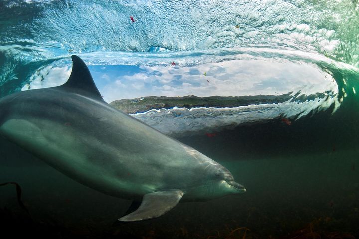 Call for citizen scientists to help spot dolphins