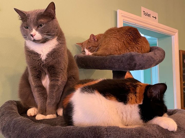 REVIEW: Mad Catter Cat Café