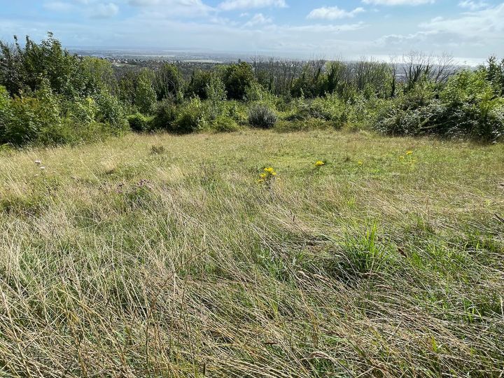 Concern mounts over the future of fragile chalk grassland
