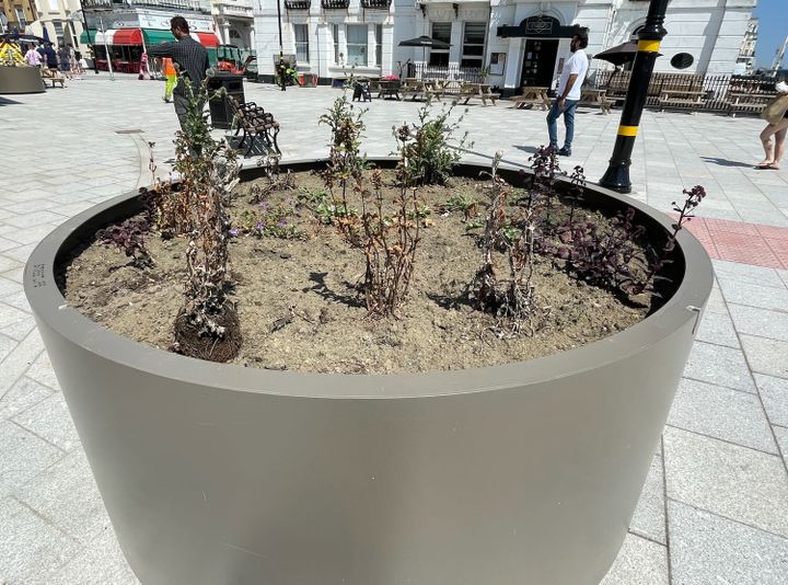 Dead plants in £16,000 giant pots to be replaced