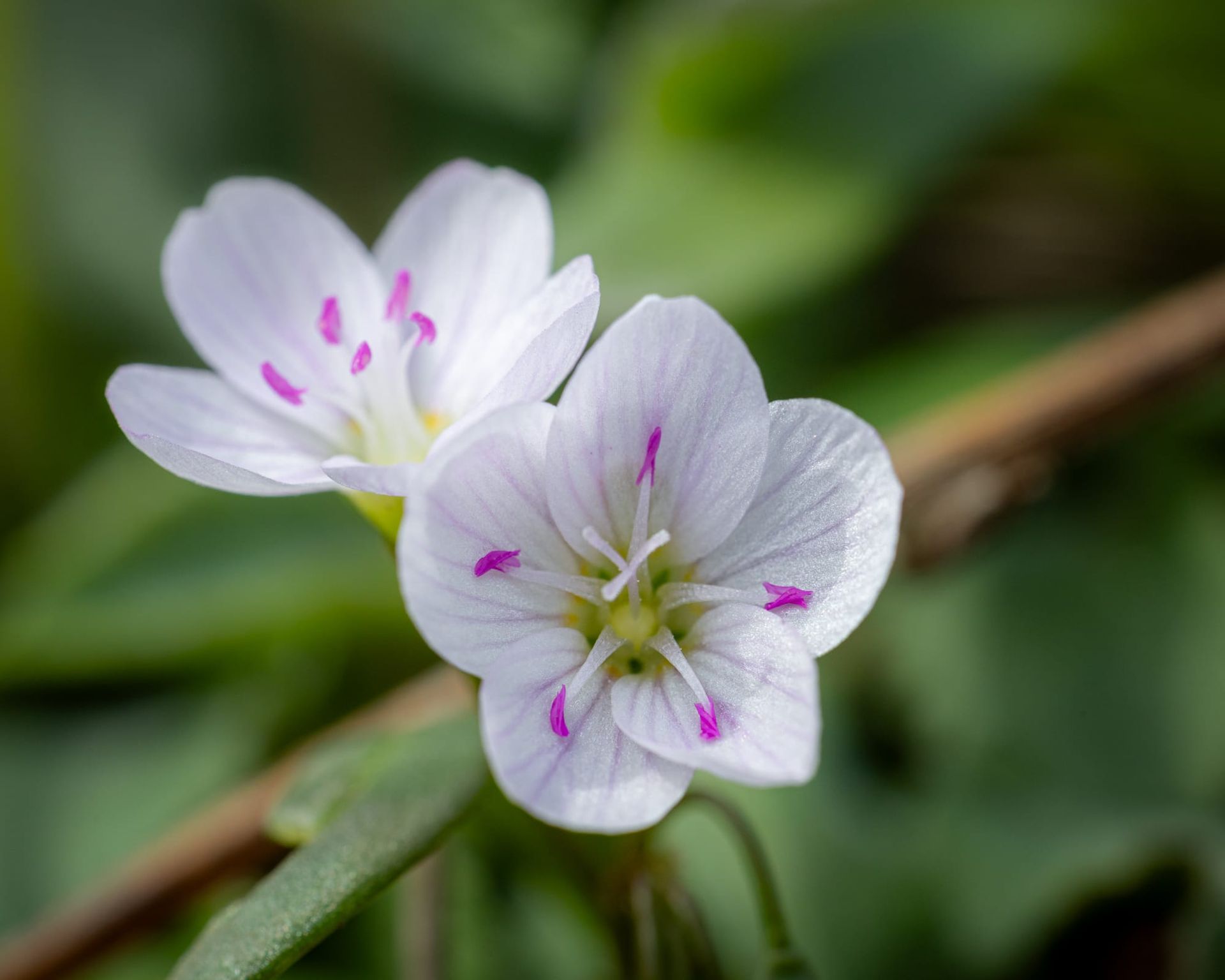 Starting a Phenology Journal