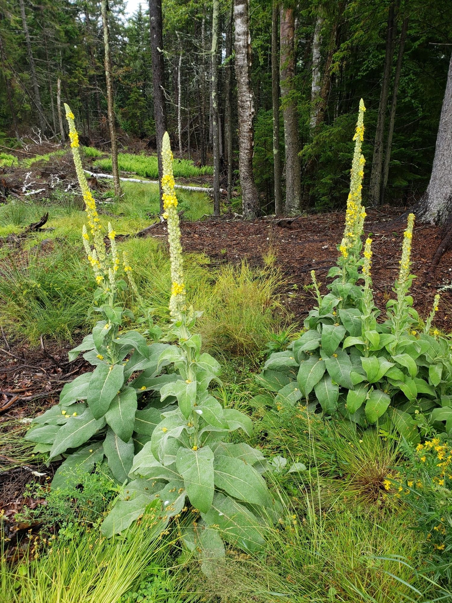 Mullein