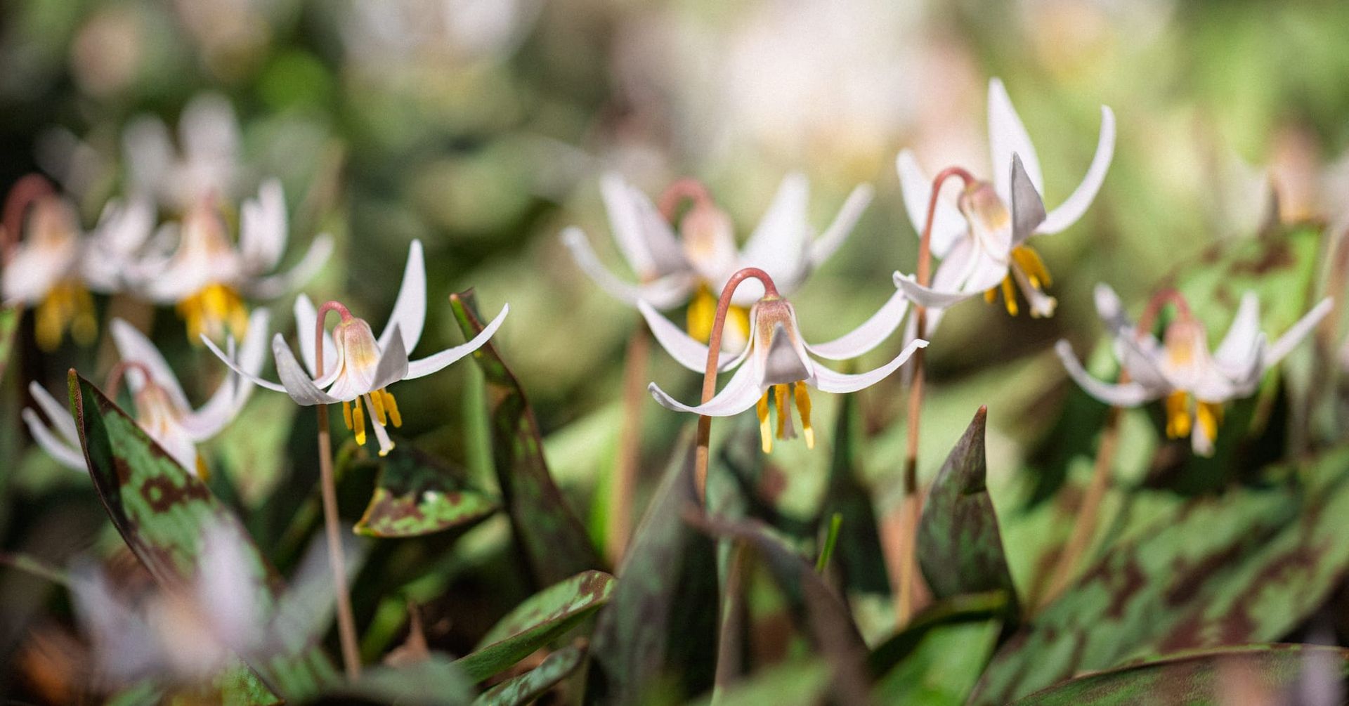 Spring Workshops + Plant Walks