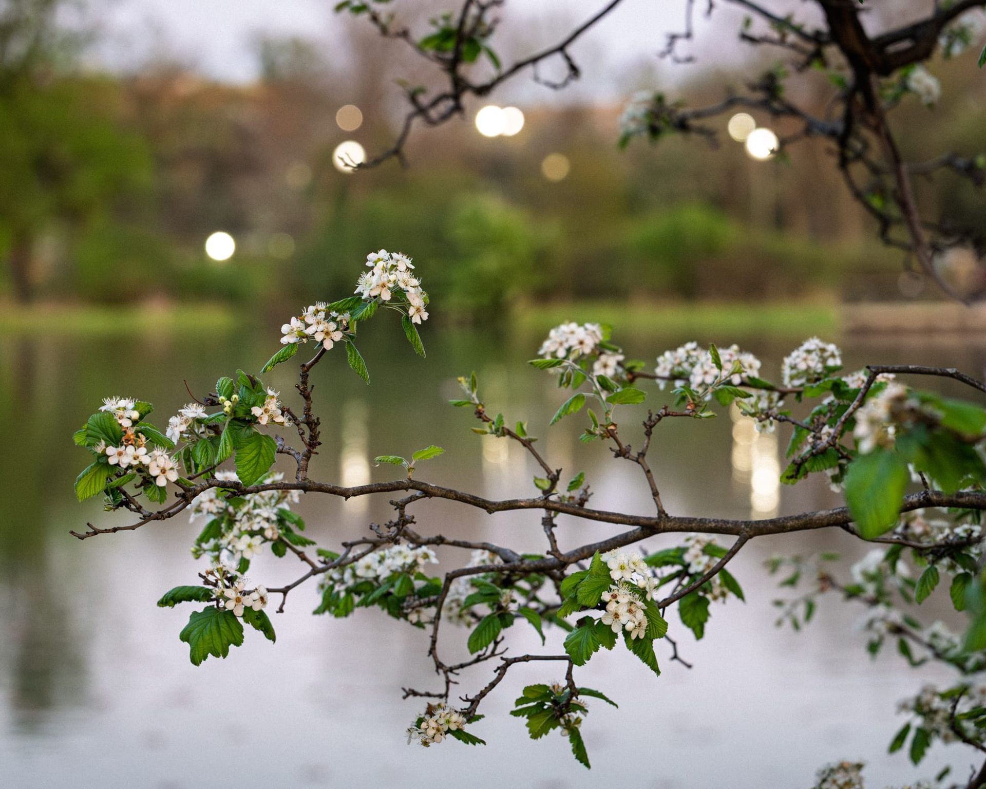 June Workshops + Plant Walks