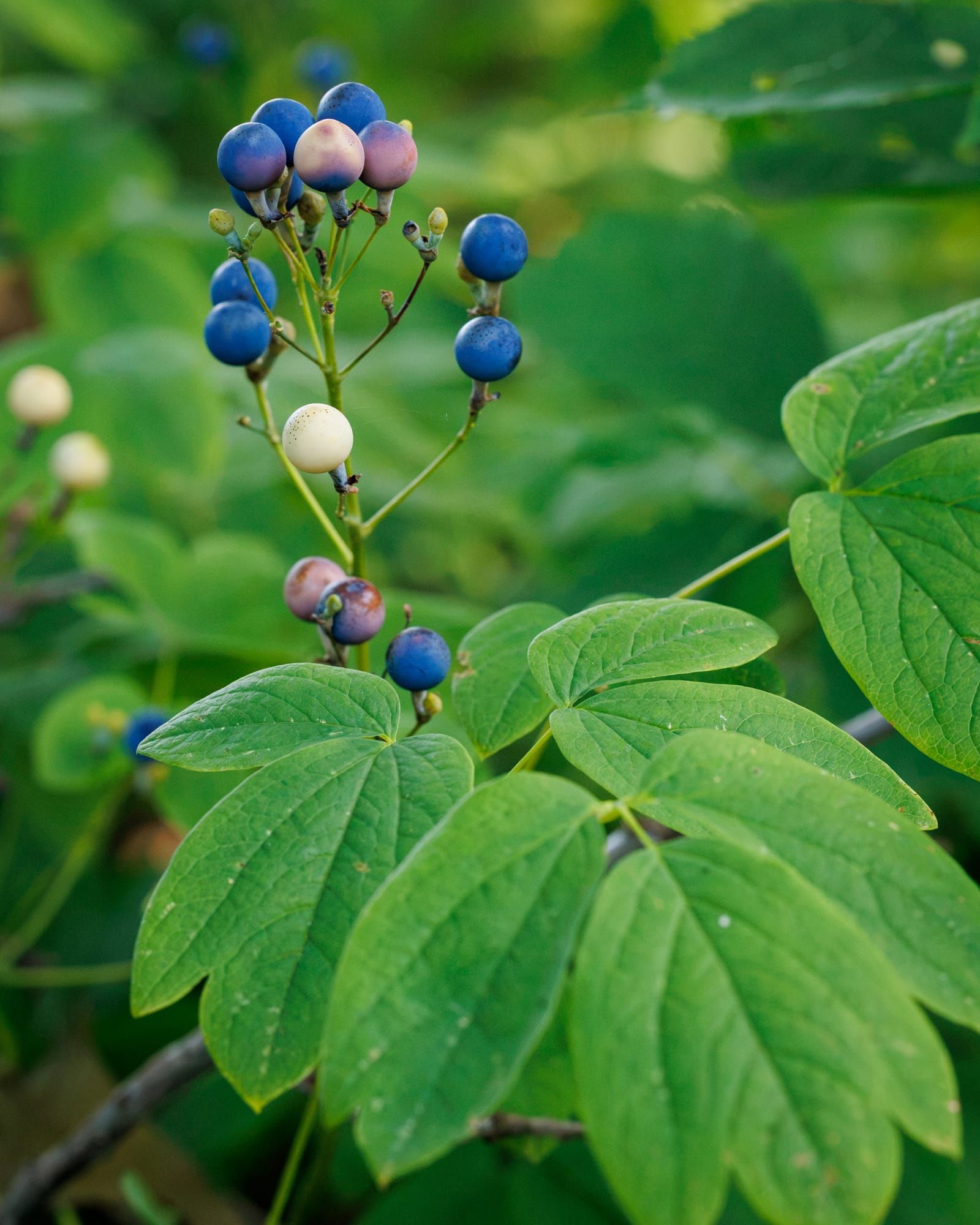 How Herbalism Informs Mutual Aid + Upcoming Classes + Events