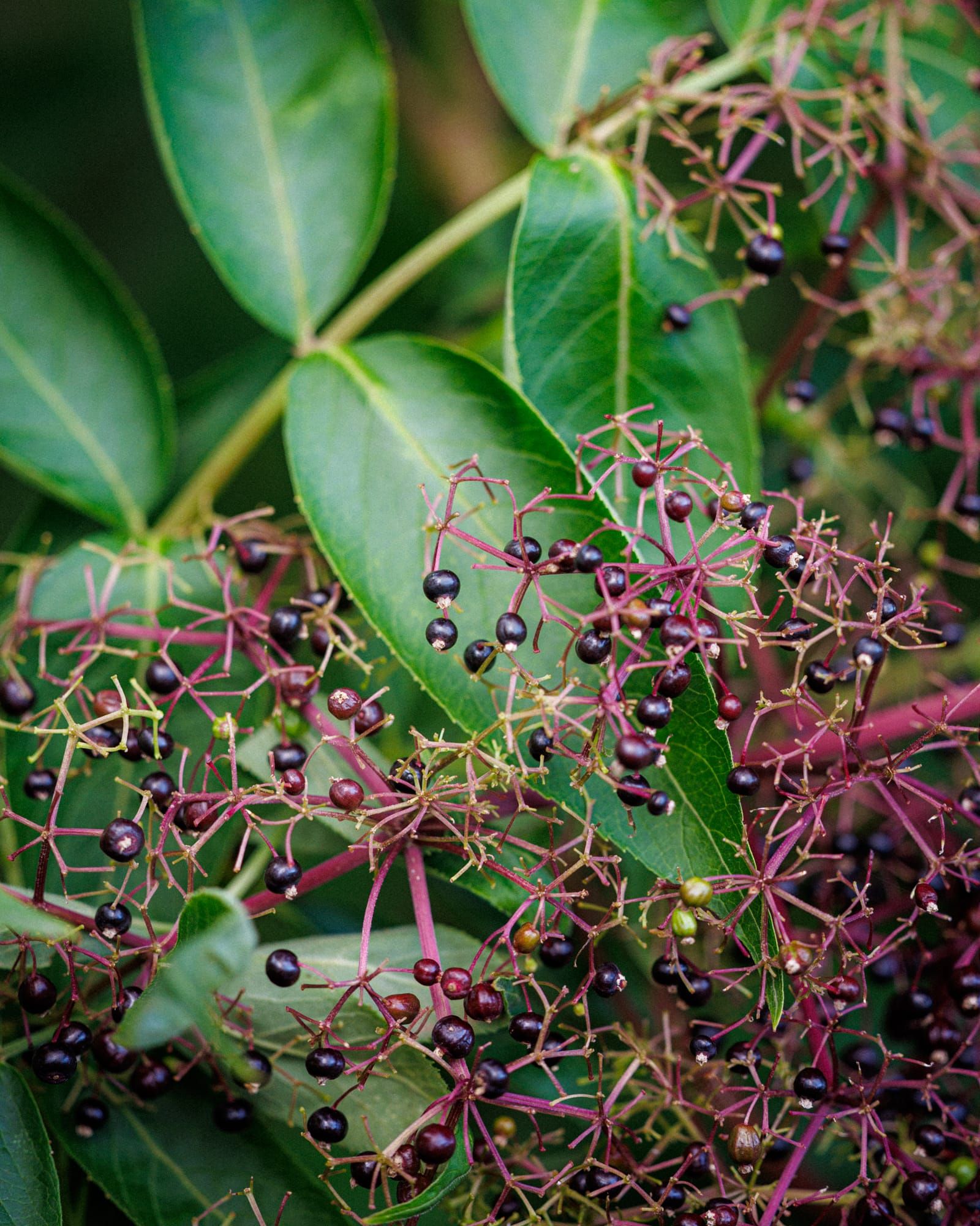Elderberry Syrup Recipe
