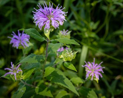 Bee Balm