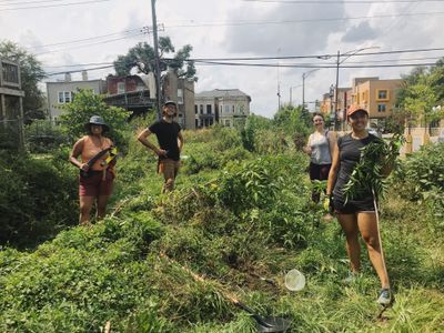 Urban Foraging Guide