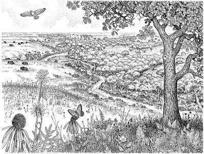 Healing the Land and Oneself: A Reflection on Bioregional Herbalism