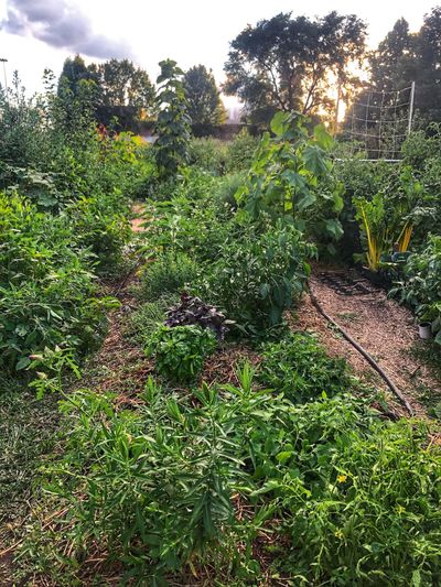 Plant Blindness and 'The Green Wall'