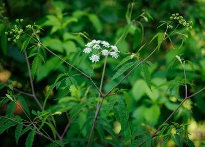 Water Hemlock