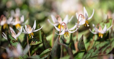 Spring Workshops + Plant Walks