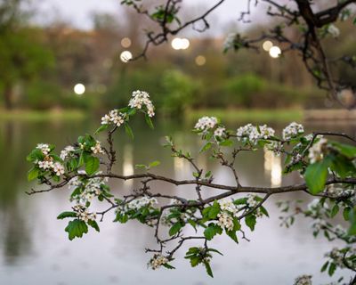 June Workshops + Plant Walks
