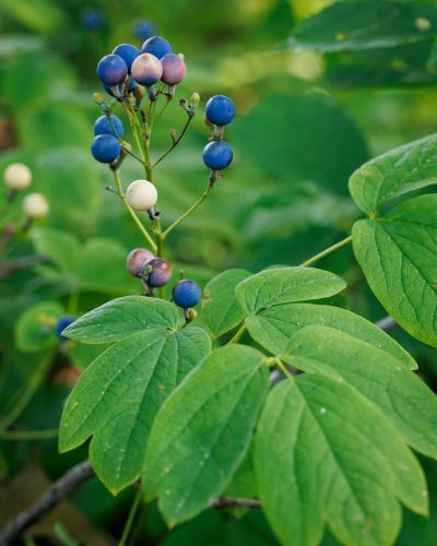 How Herbalism Informs Mutual Aid + Upcoming Classes + Events