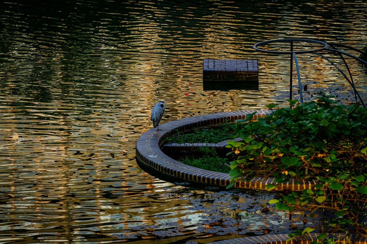 The Barbican Heron Returns