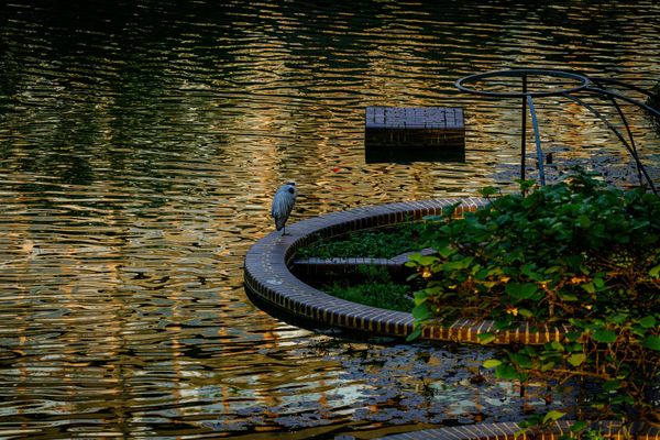 The Barbican Heron Returns
