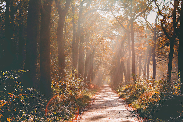 Trail through a hazy fall forest.