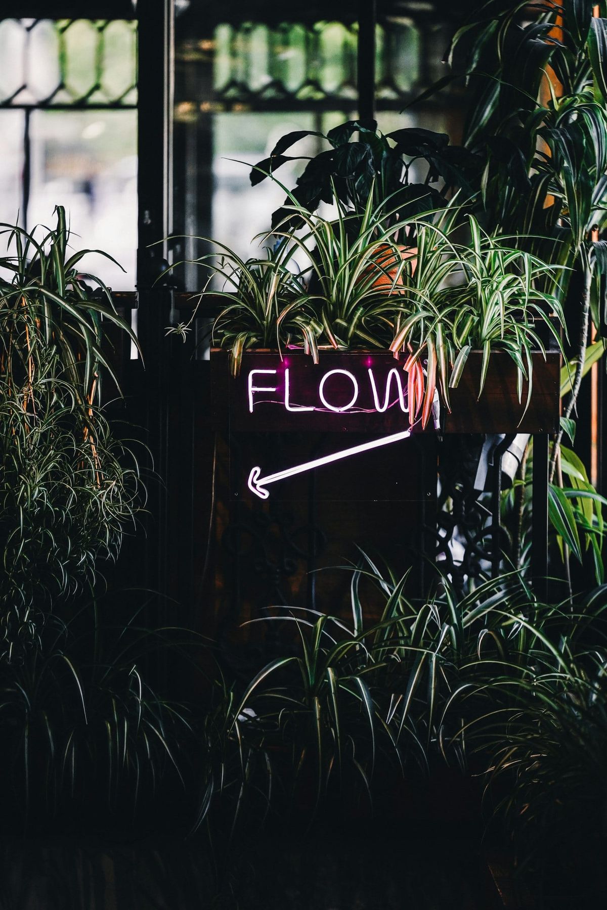 🧠 Focus vs. Flow: Why I Keep Switching Between Basecamp and Asana