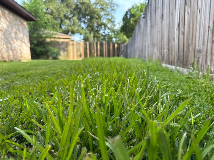 Photo of freshly cut grass