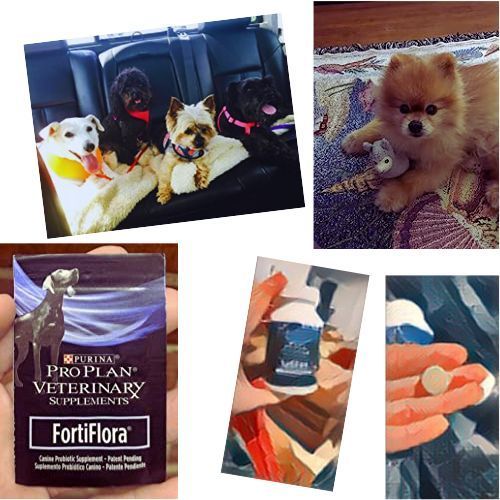 Purina FortiFlora Probiotics for Dogs
