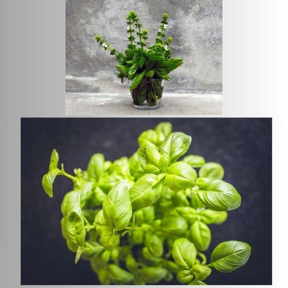 Basil: Beyond Culinary Delights - Exploring its Therapeutic Effects in Herbal Healing