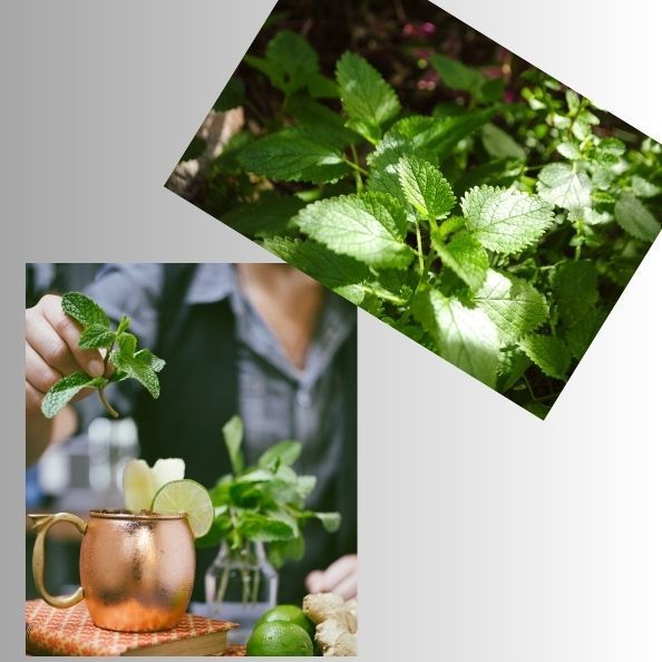 Embrace the Power of Peppermint: An Herbal Ally for Optimal Wellness 💚