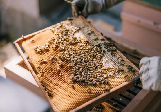 Mis-bee-haviour?