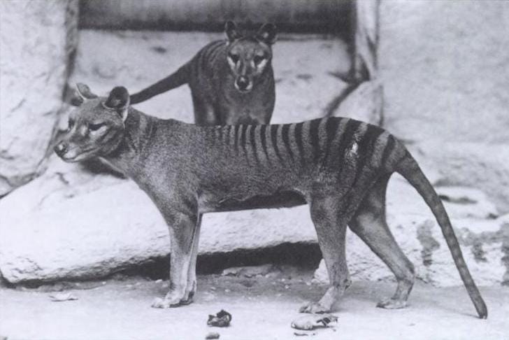 Tasmanian Tigers on the SA mainland