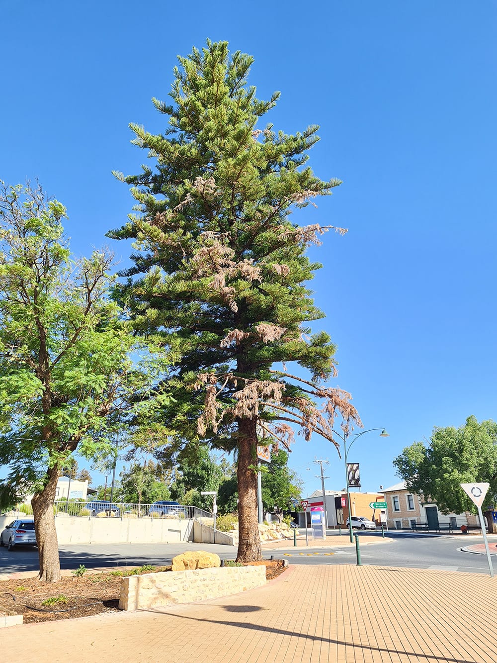 Waikerie’s favourite Christmas tree now in ‘dire condition’