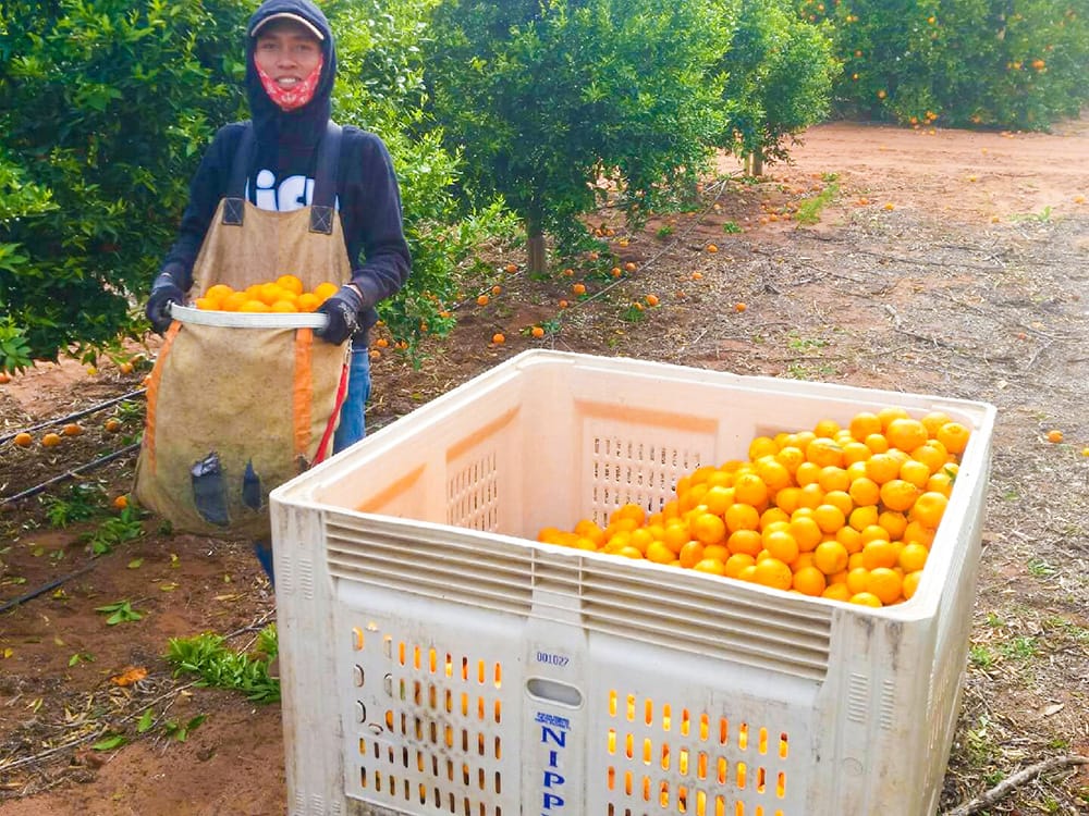 Visa changes aimed at preventing a harvest workforce collapse… STAY HERE