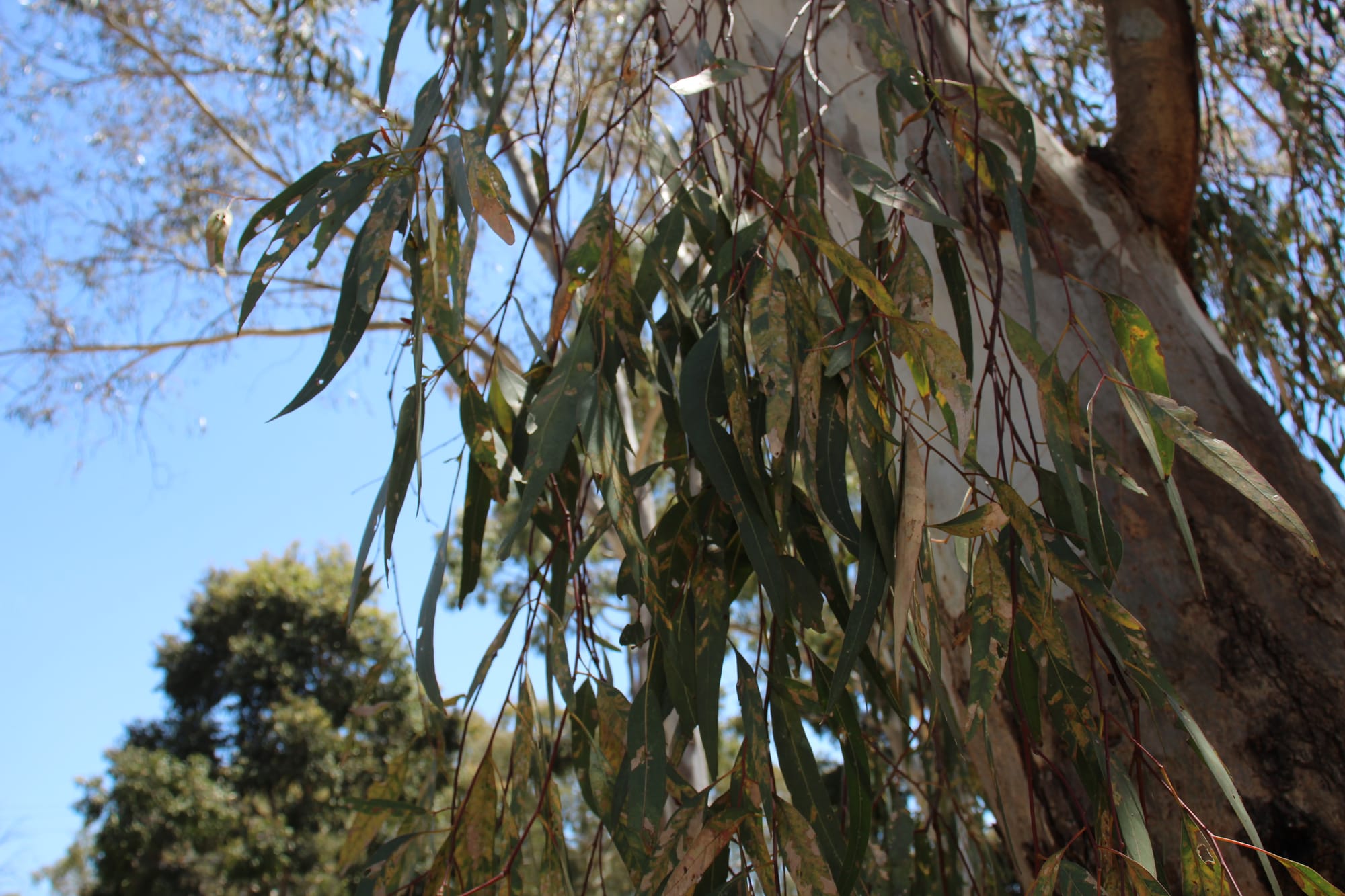 Riverland hosting tree day events